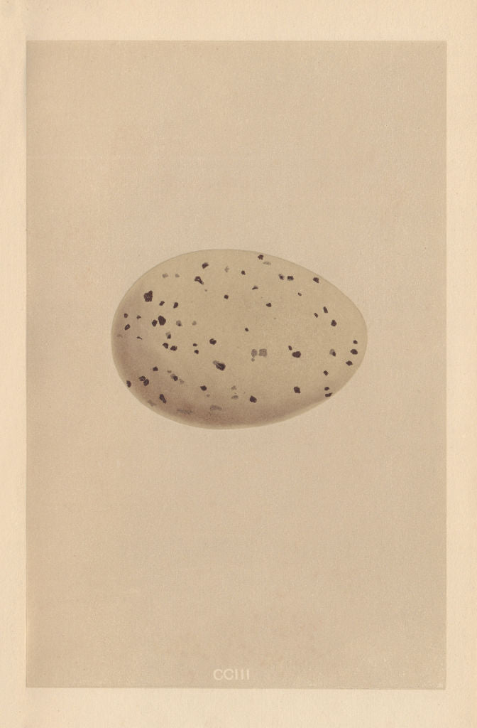 BRITISH BIRD EGGS. Great Northern Diver. MORRIS 1866 old antique print picture